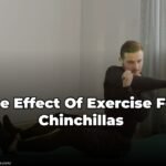 The Effect Of Exercise For Chinchillas 2023