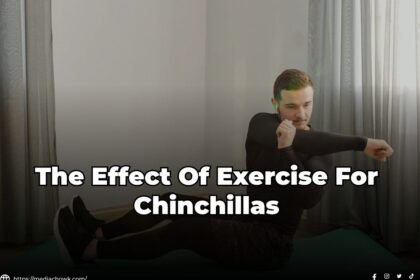 The Effect Of Exercise For Chinchillas 2023